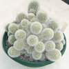 Mammillaria_carmenae